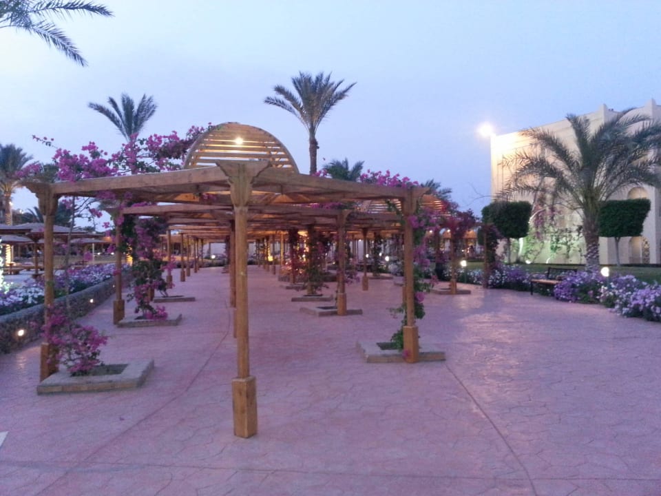 Einfach traumhaft! Desert Rose