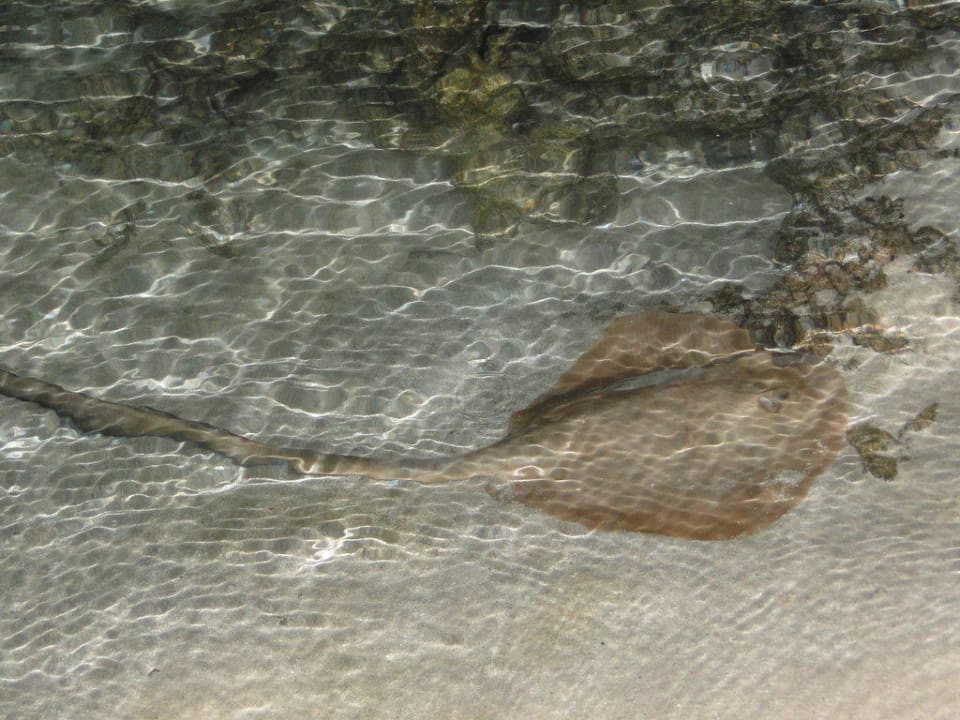 Rochen in der Nähe der Landzunge Embudu Village