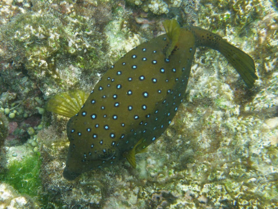 Kofferfisch Mirihi Island Resort