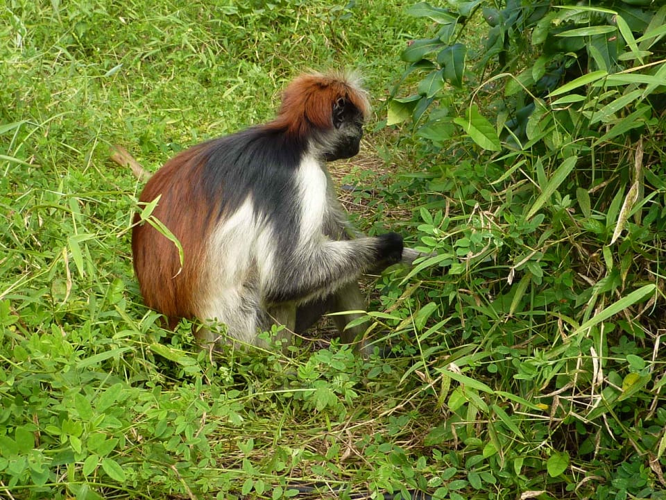 Äffchen Royal Zanzibar Beach Resort