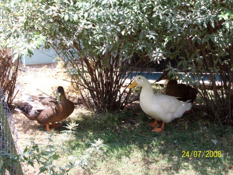 Enten Le Jardin Resort