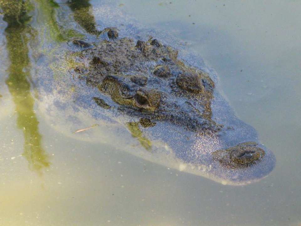 Krokodile Grand Palladium Select White Sand Resort & Spa