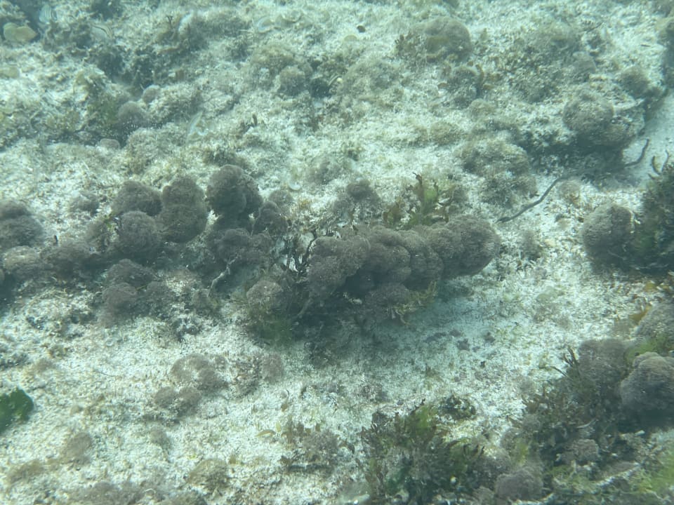 Strand Hotel Riu Turquoise