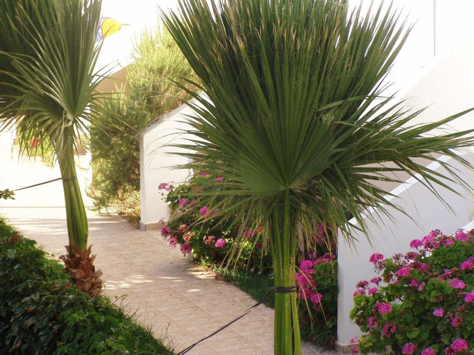 Vyhlad z balkona - zvacseny Hotel Anthoula Village