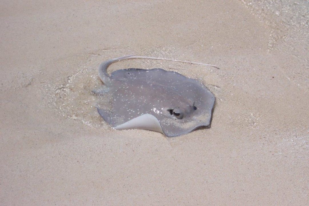 Stachelrochen Meeru Maldives Resort Island