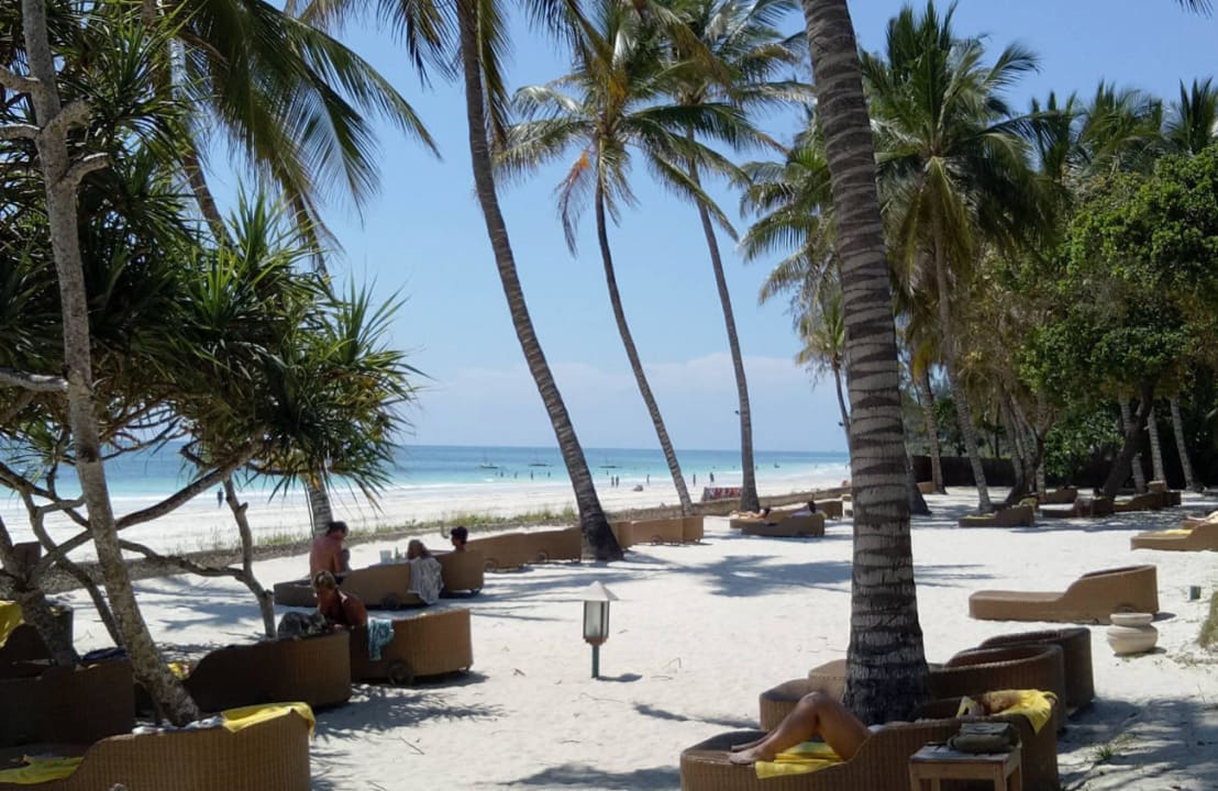 Sunbeds under the palm trees Ocean Village Club
