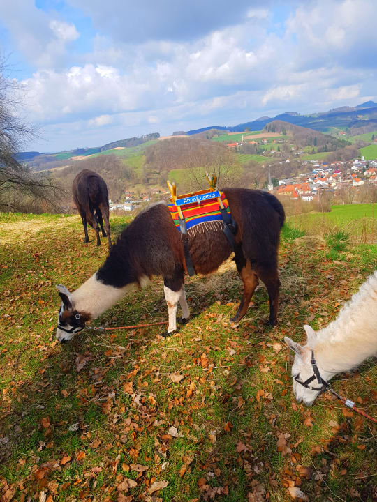 Sport & Freizeit Hotel Zum Taufstein