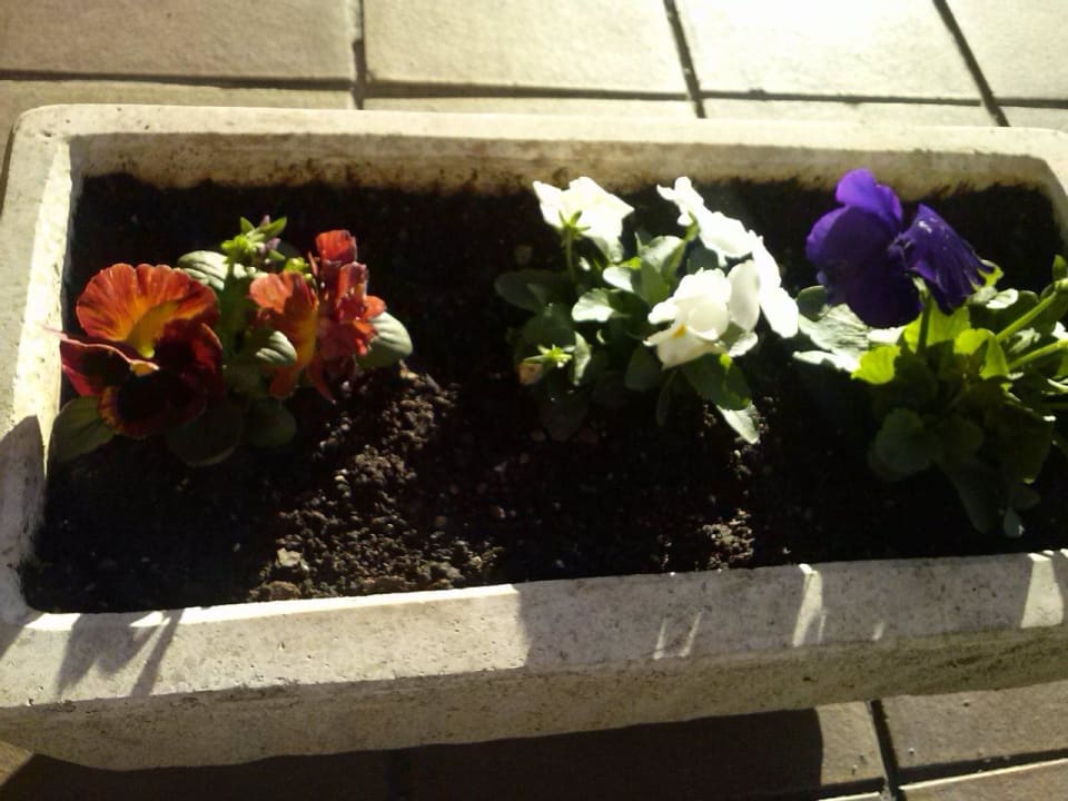 Kleine Blumen vorm Hotel MLL Palma Bay Club Resort