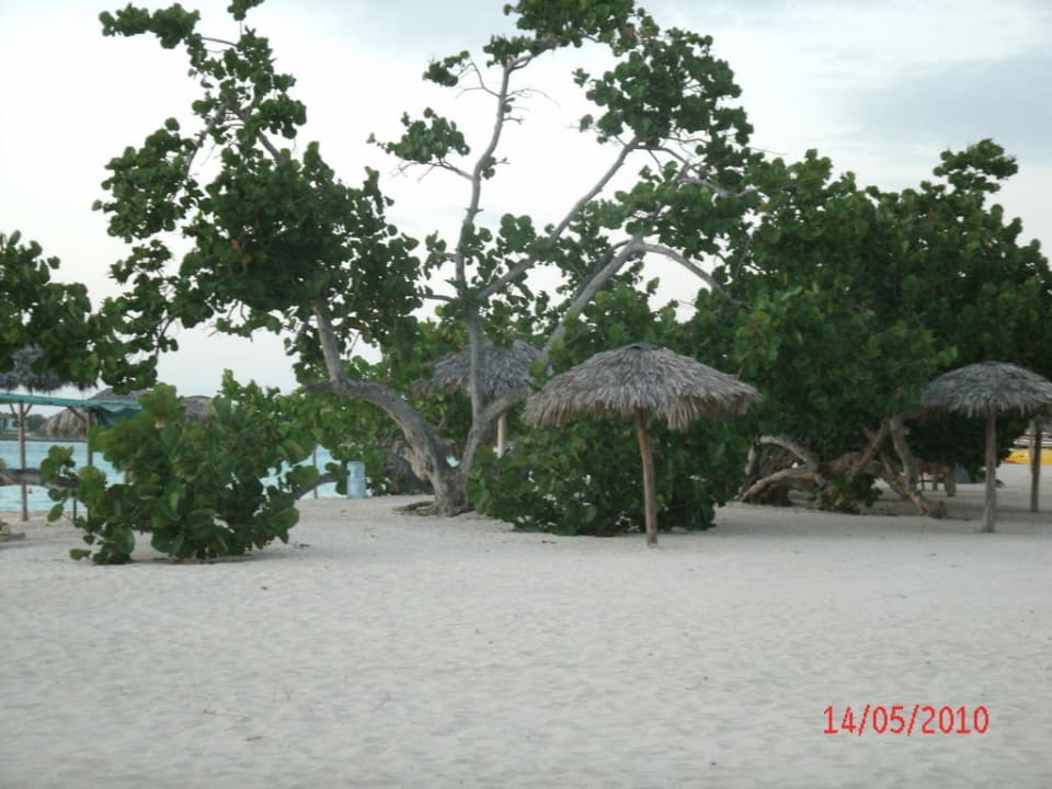 Schön gewachsene Bäume als Schatten Spender Hotel Playa Pesquero