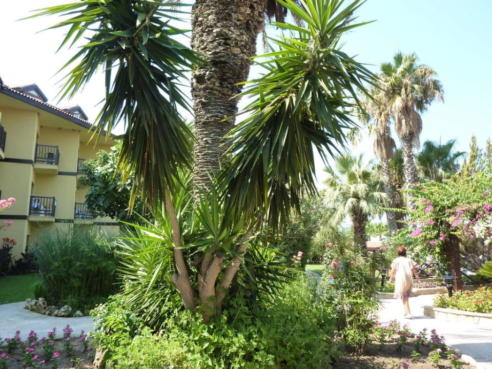 Palmy Alba Resort Hotel