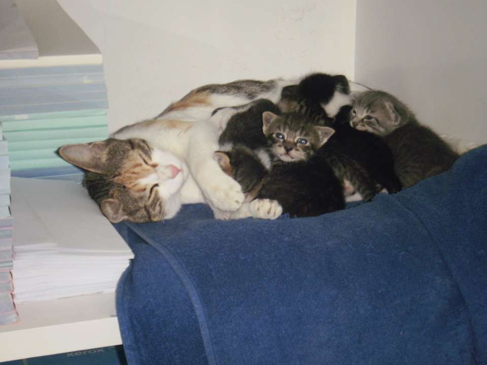 Katzenbeet in der Rezepzion Pickalbatros Alf Leila Wa Leila Resort - Neverland Hurghada