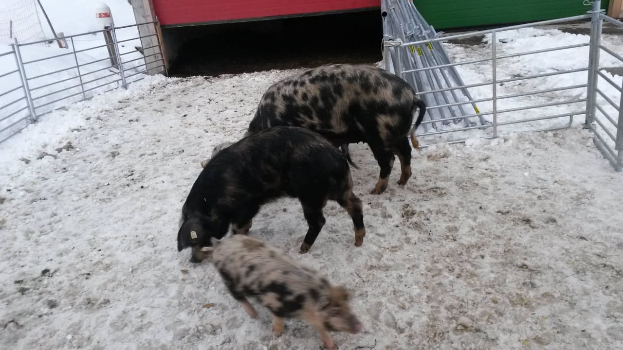 Hauseigene Schweine Bauernhof Haus Waldesruh