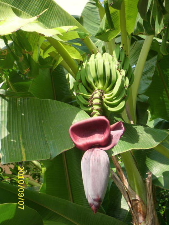 Bananenstauden im ganzen Garten Belek Beach Resort Hotel