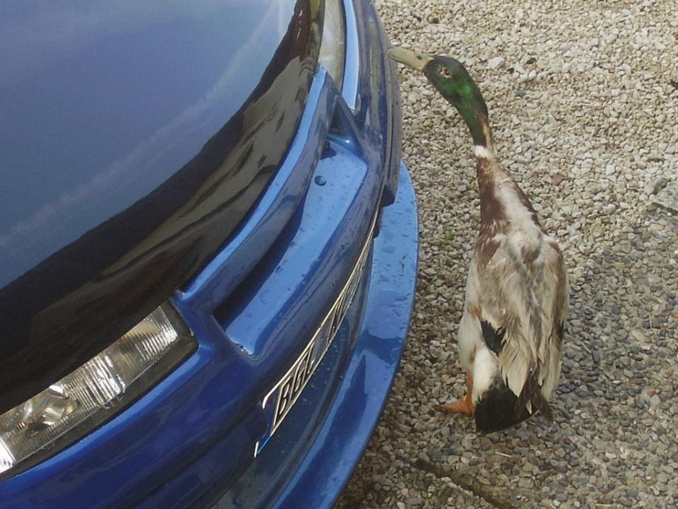 Laufenten des Hauses Pension Mooserlehen