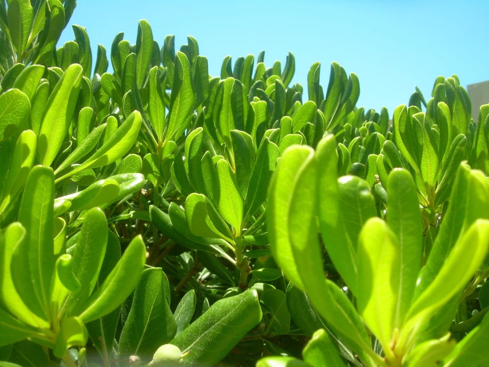 Kakten  mit Feigen drann  Santa Marina Beach