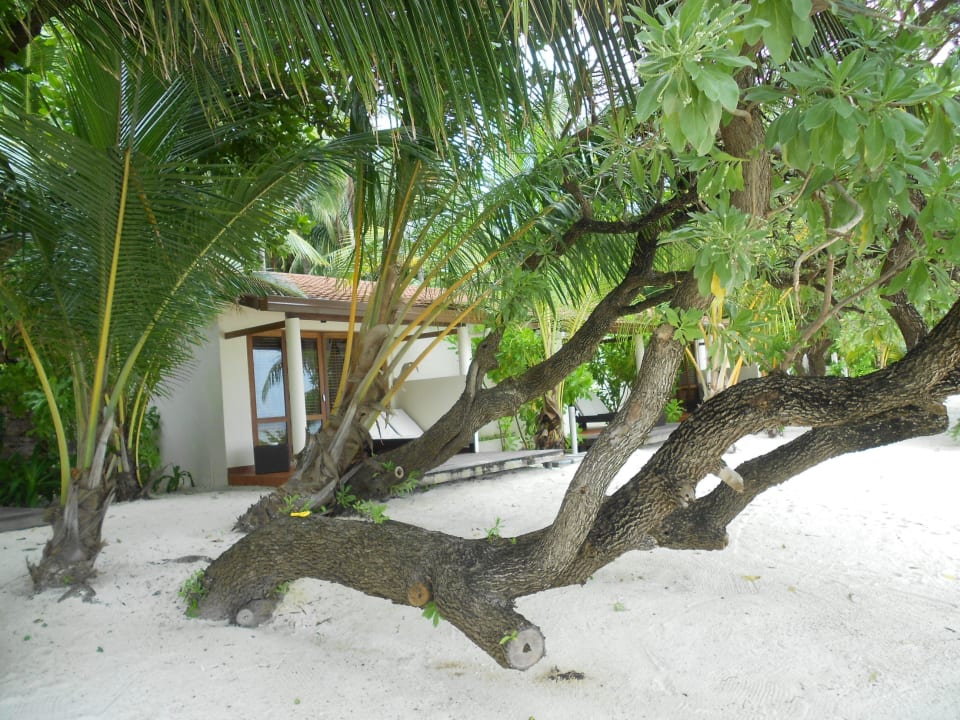Deluxe Beach Bungalow Kuramathi Maldives