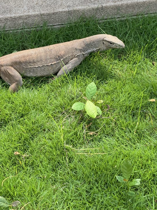 Sonstiges Cinnamon Lodge Habarana