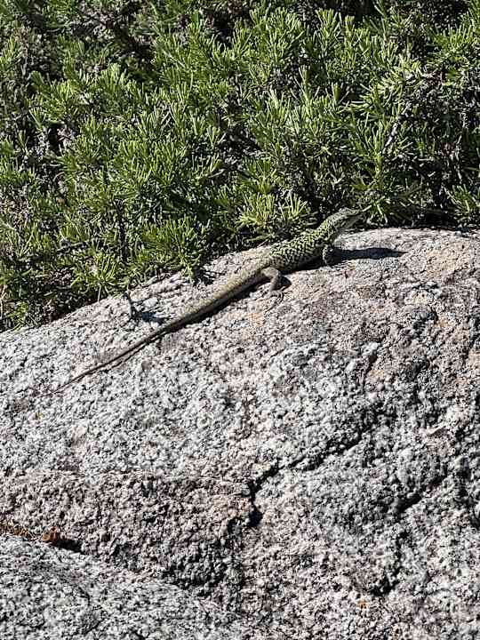 Gartenanlage Punta Falcone Resort
