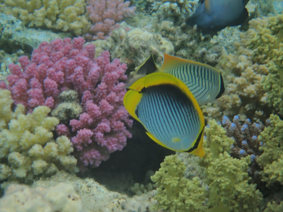 Strand Makadi Spa - Adults only