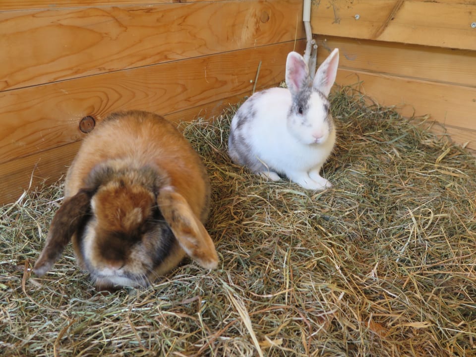 Gartenanlage Aktivhotel Tuxerhof KG