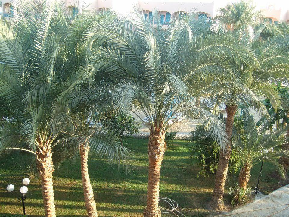 По этой дороге мы идём с пляжа Hotel Le Pacha Beach Resort