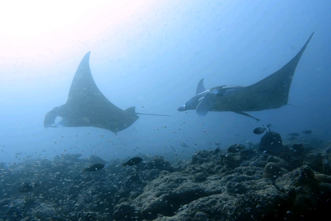Sonstiges Ellaidhoo Maldives by Cinnamon