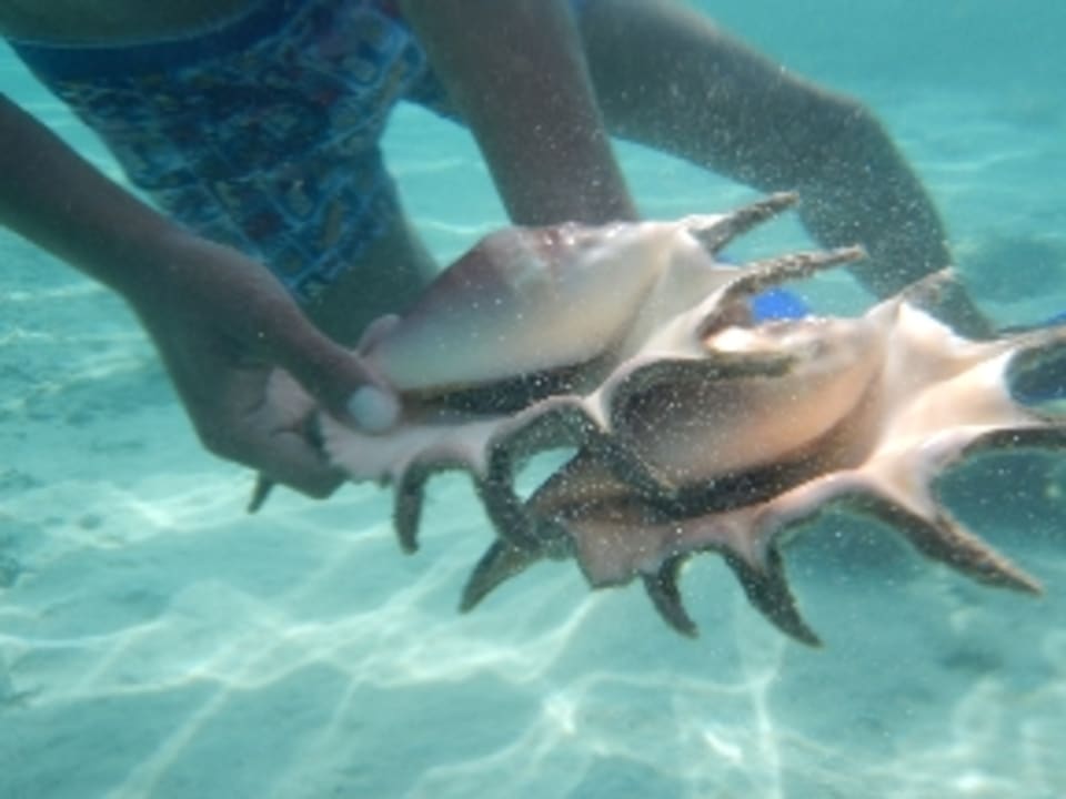 Sonstiges Shams Prestige Abu Soma-Adults Only