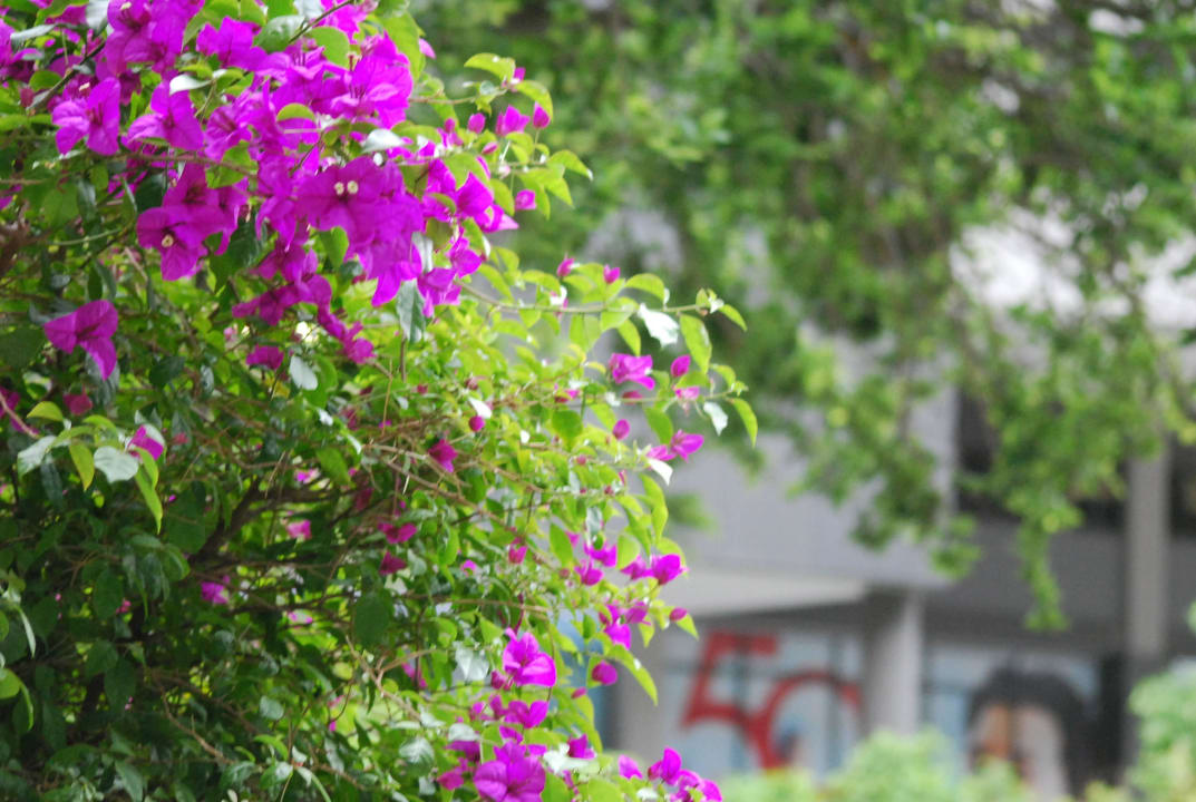 Blüten Capetonian Hotel