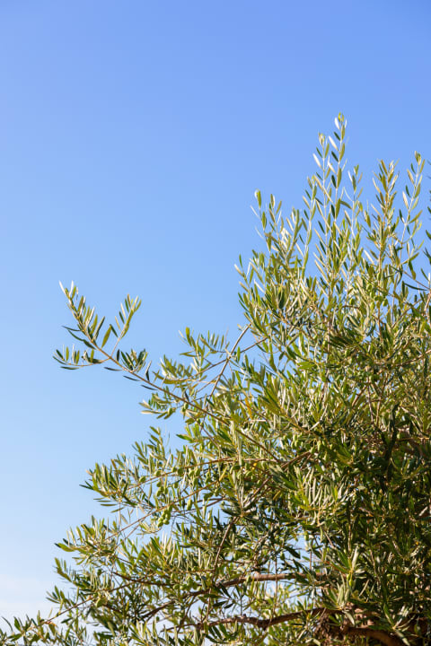 Gartenanlage Le Terrazze sul Lago - Hotel & Residence