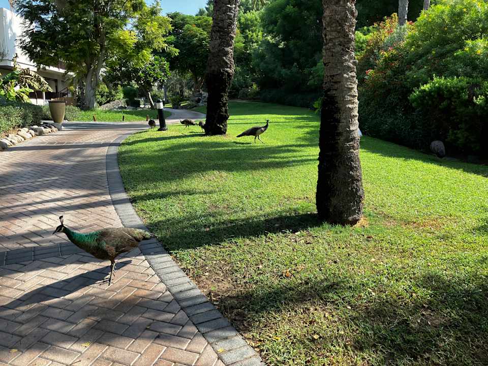 Gartenanlage JA Palm Tree Court