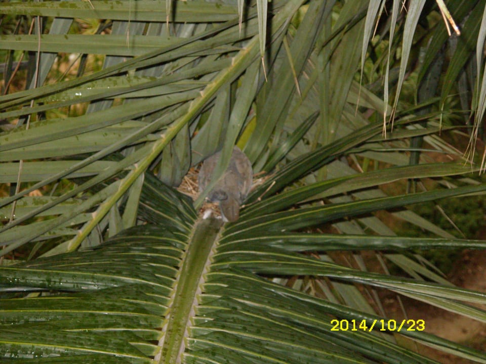 Taube im Nest Sunis Kumköy Beach Resort Hotel & Spa