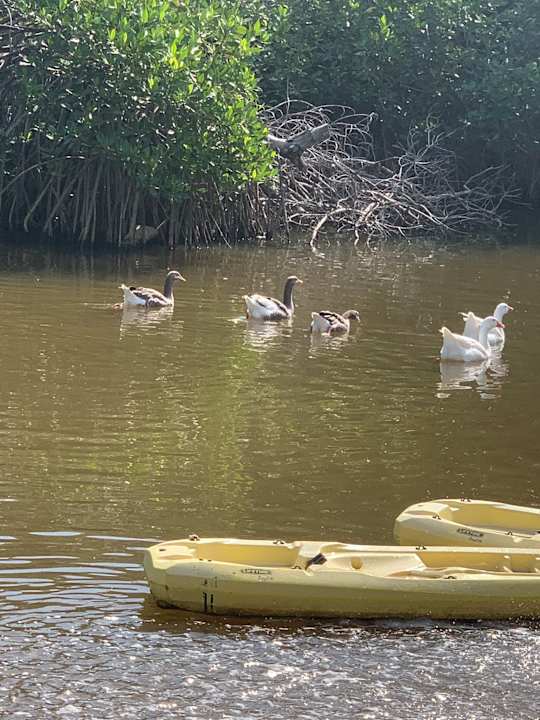 Gartenanlage Hotel Rancho Estero y Mar