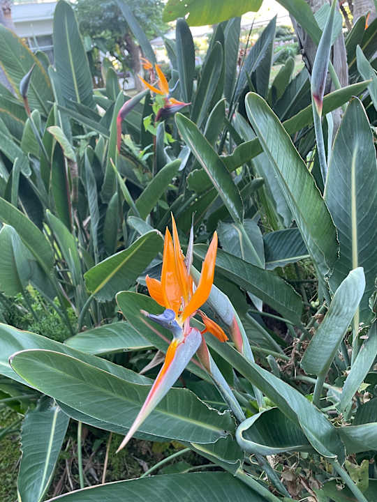 Gartenanlage TUI MAGIC LIFE Beldibi +16