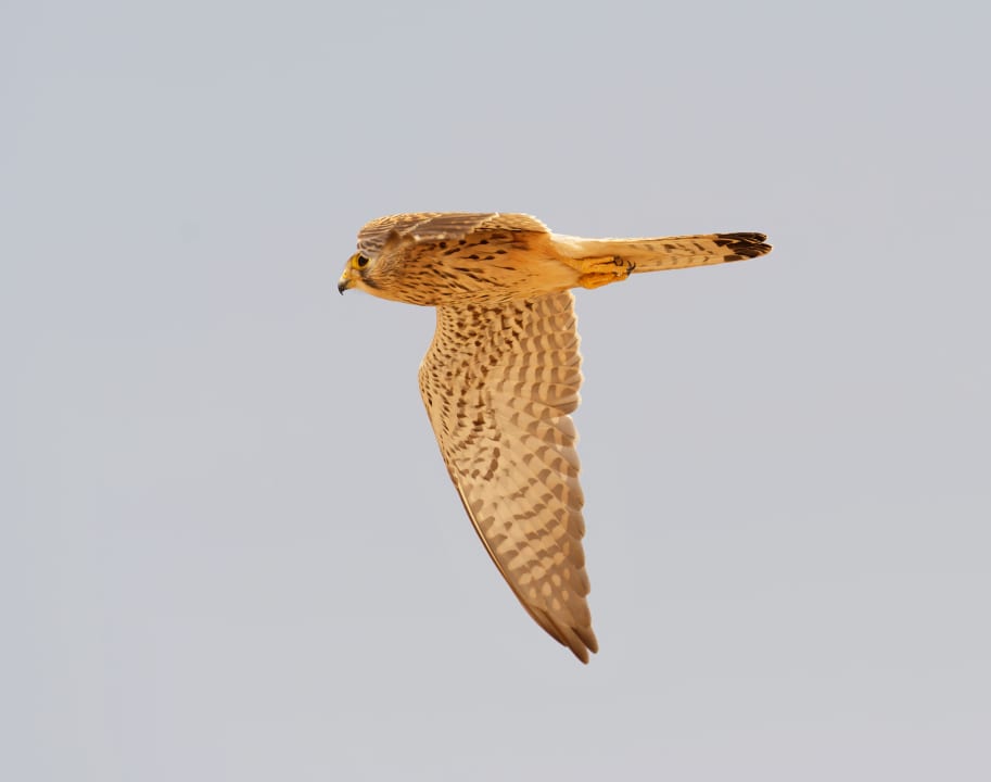 Strand Premier Le Reve Hotel & Spa