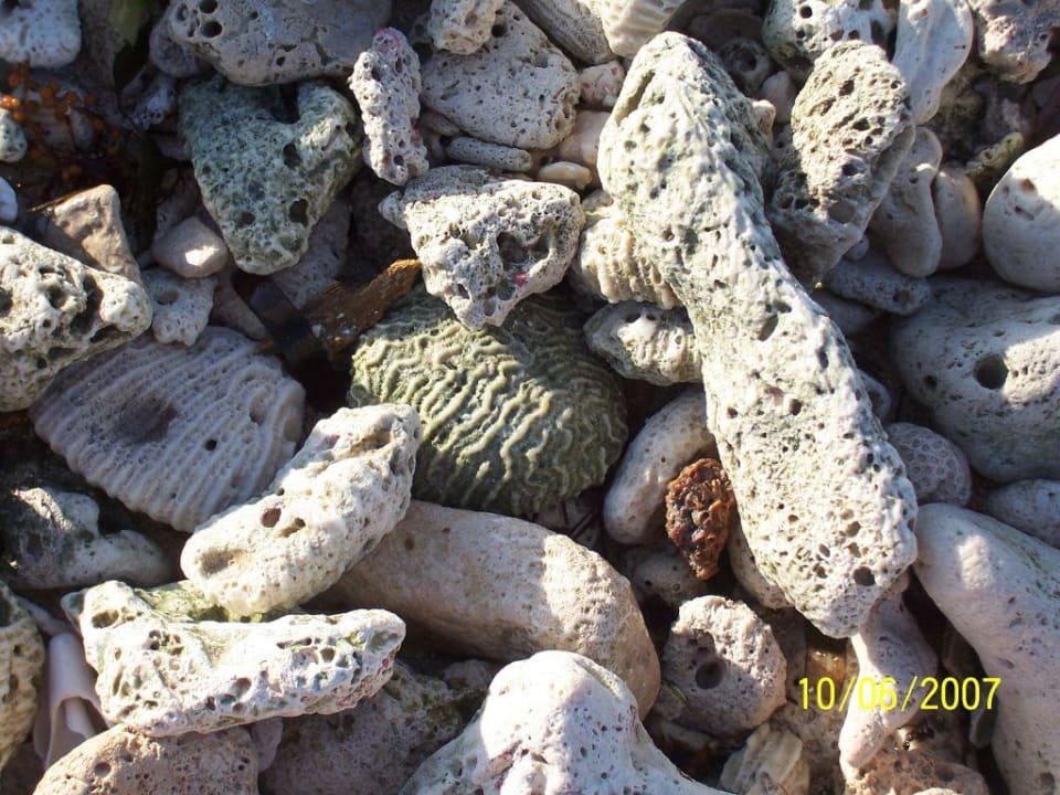 Sand, Korallen, Muscheln Akumal Bay Beach & Wellness Resort