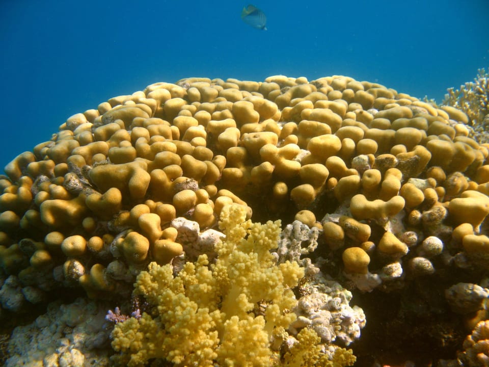 56 Stella Beach Resort & Spa Makadi Bay