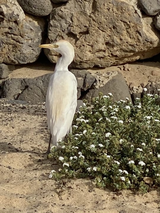Gartenanlage Hotel Riu Palace Jandia
