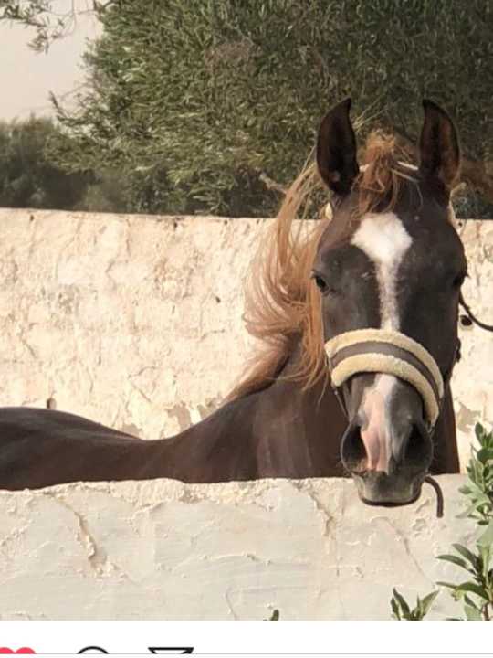 Sonstiges Maison dˋHôte Domaine El-Manar