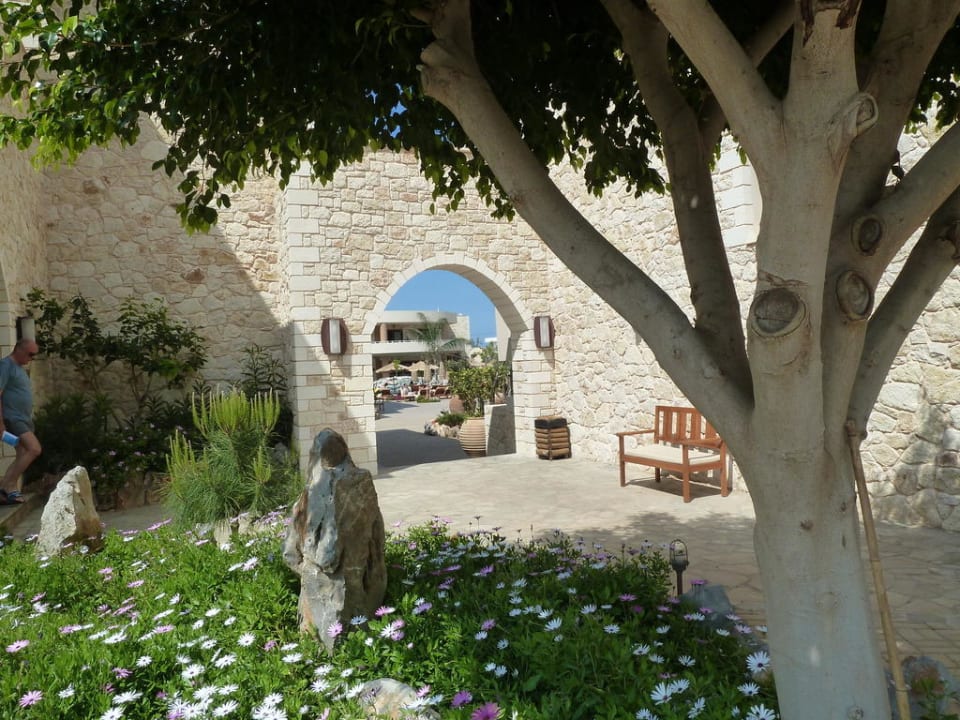 Gartenanlage Cactus Royal