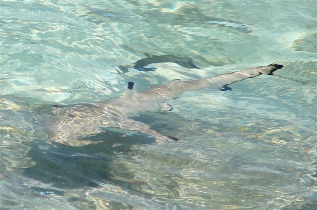 Babyhai am Strand Embudu Village