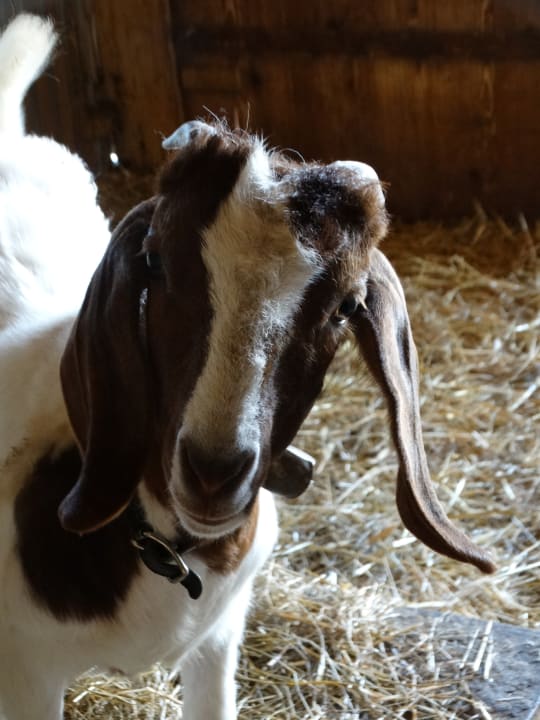 Gartenanlage Ferienhaus Stockli
