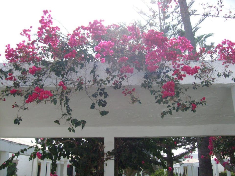 so blüht es im Februar 2009 Hotel Tajaraste