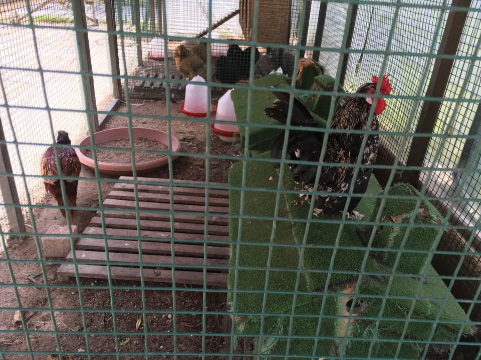 Tierstation Asteria Family Belek