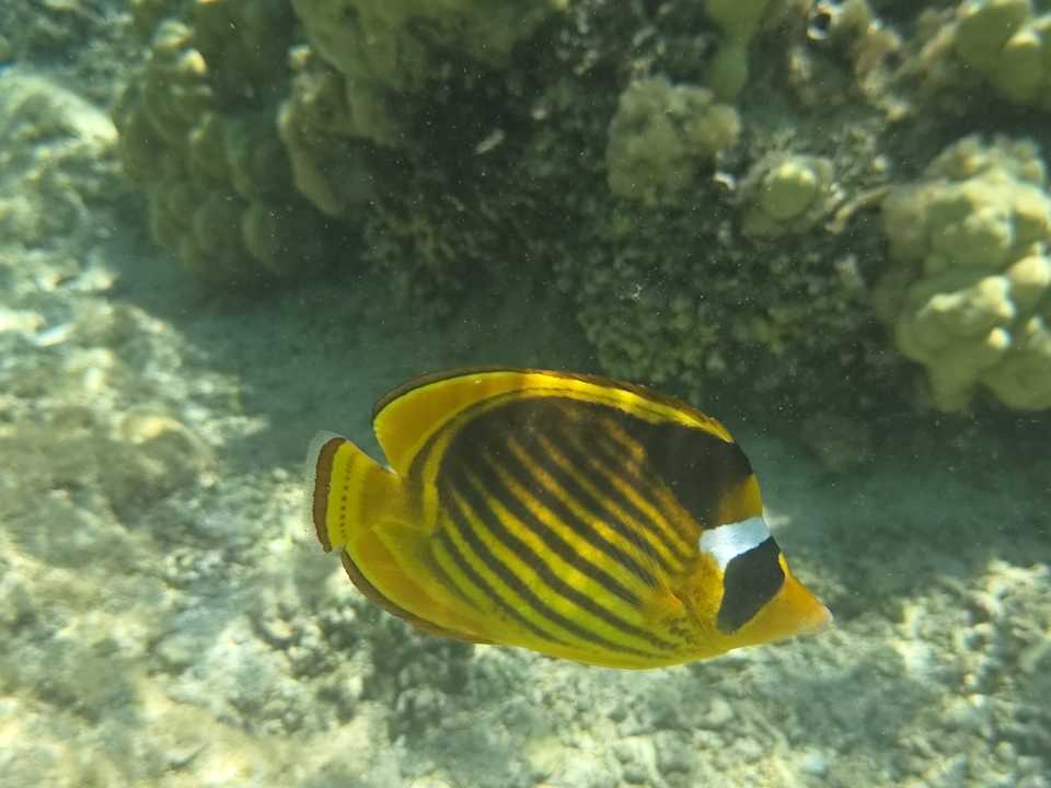 Strand Pickalbatros Sea World Resort - Marsa Alam