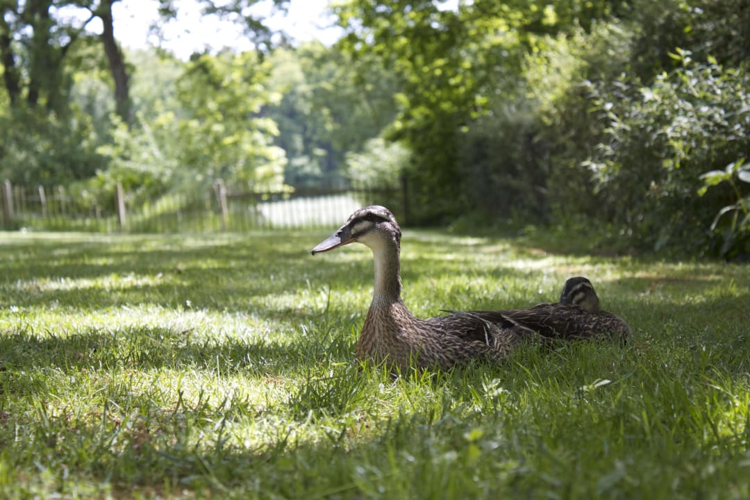 Laufenten Ferienhaus Ostehof Weertzen