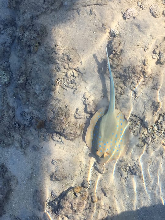 Strand Stella Beach Resort & Spa Makadi Bay