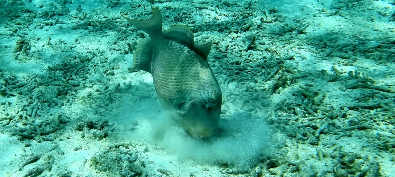 Sport & Freizeit Summer Island Maldives