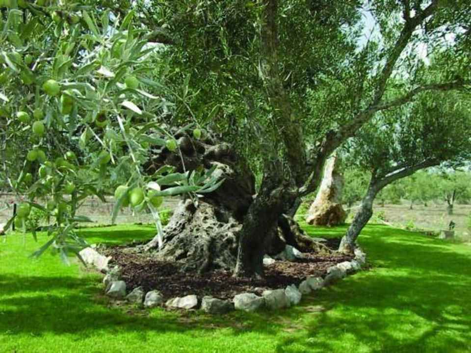 Milenar Olive Tree Quinta dos Tesouros