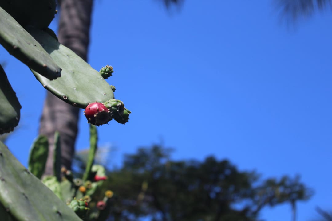 Pflanzen Hotel Southern Palms Beach Resort