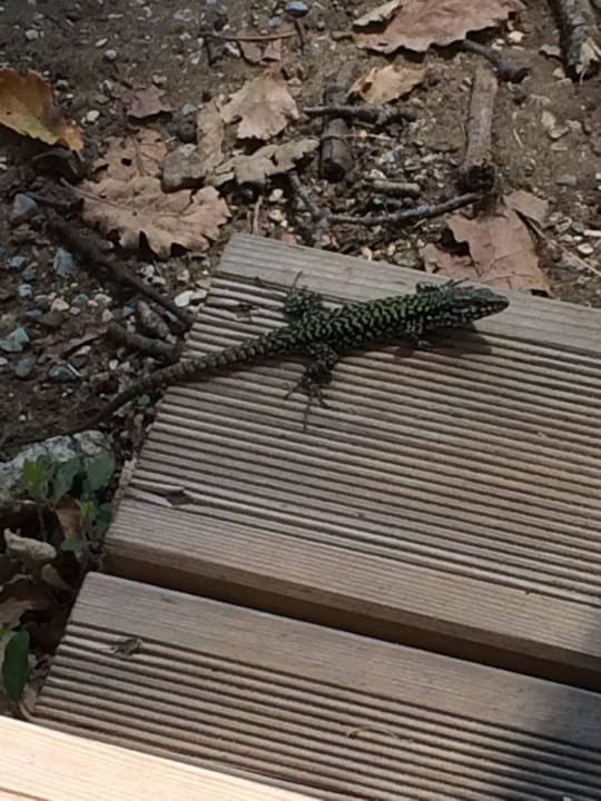 Jeden morgen auf Eidechsen Paradù Tuscany EcoResort